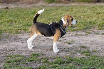 Dog Park at Southern Community Park